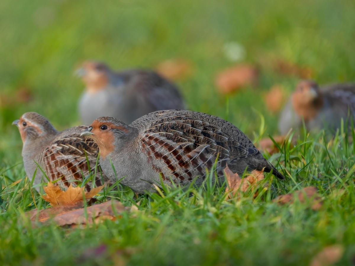 Gray Partridge - ML644417998