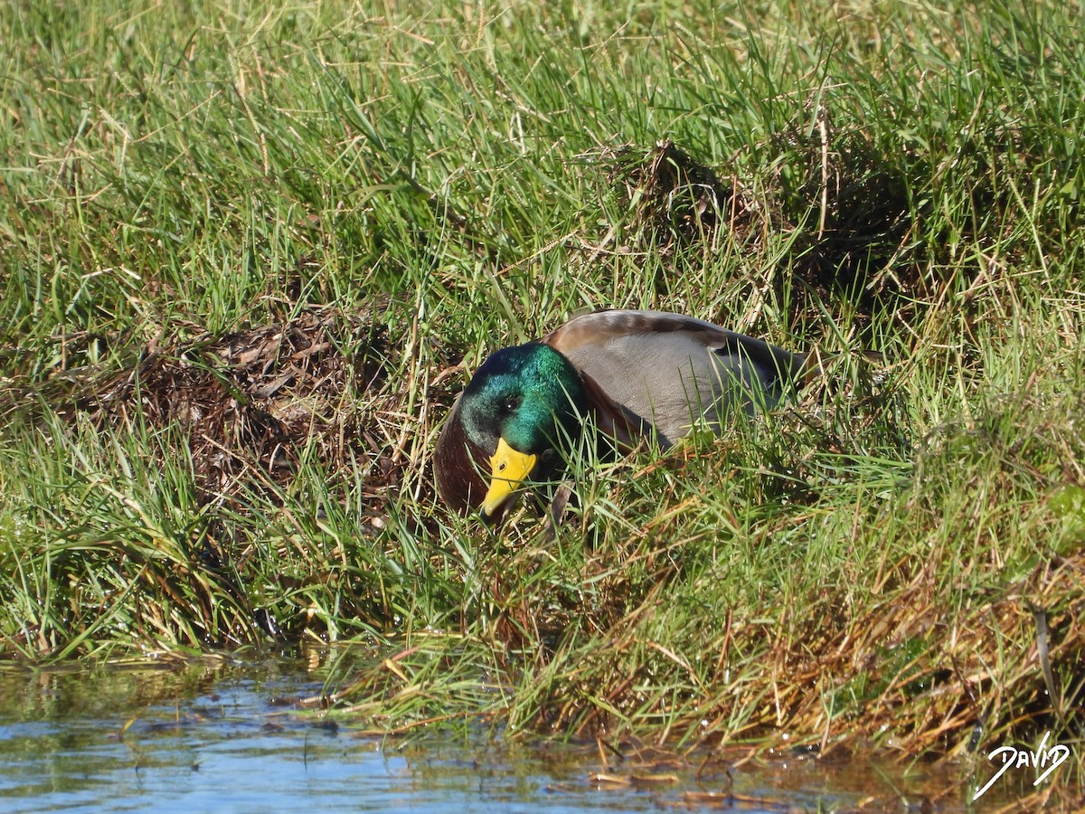 Крижень звичайний - ML644417999