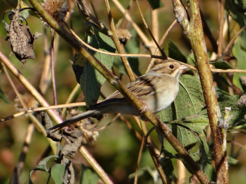 Clay-colored Sparrow - ML644418001
