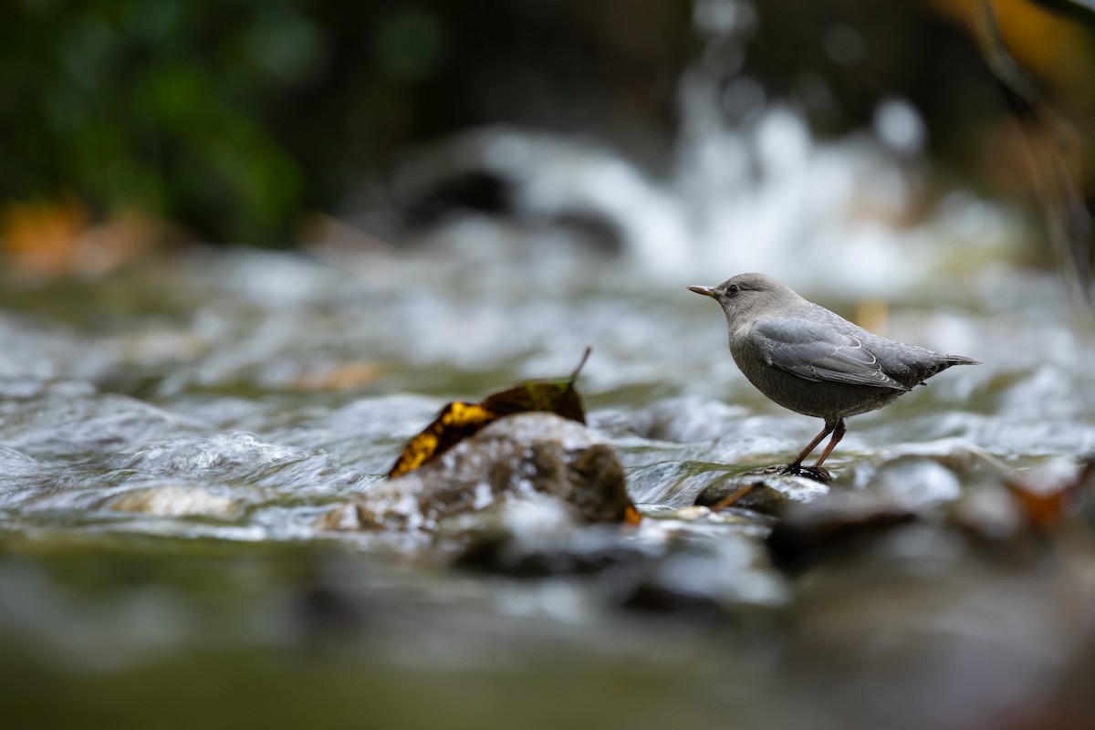 gråfossekall - ML644418016