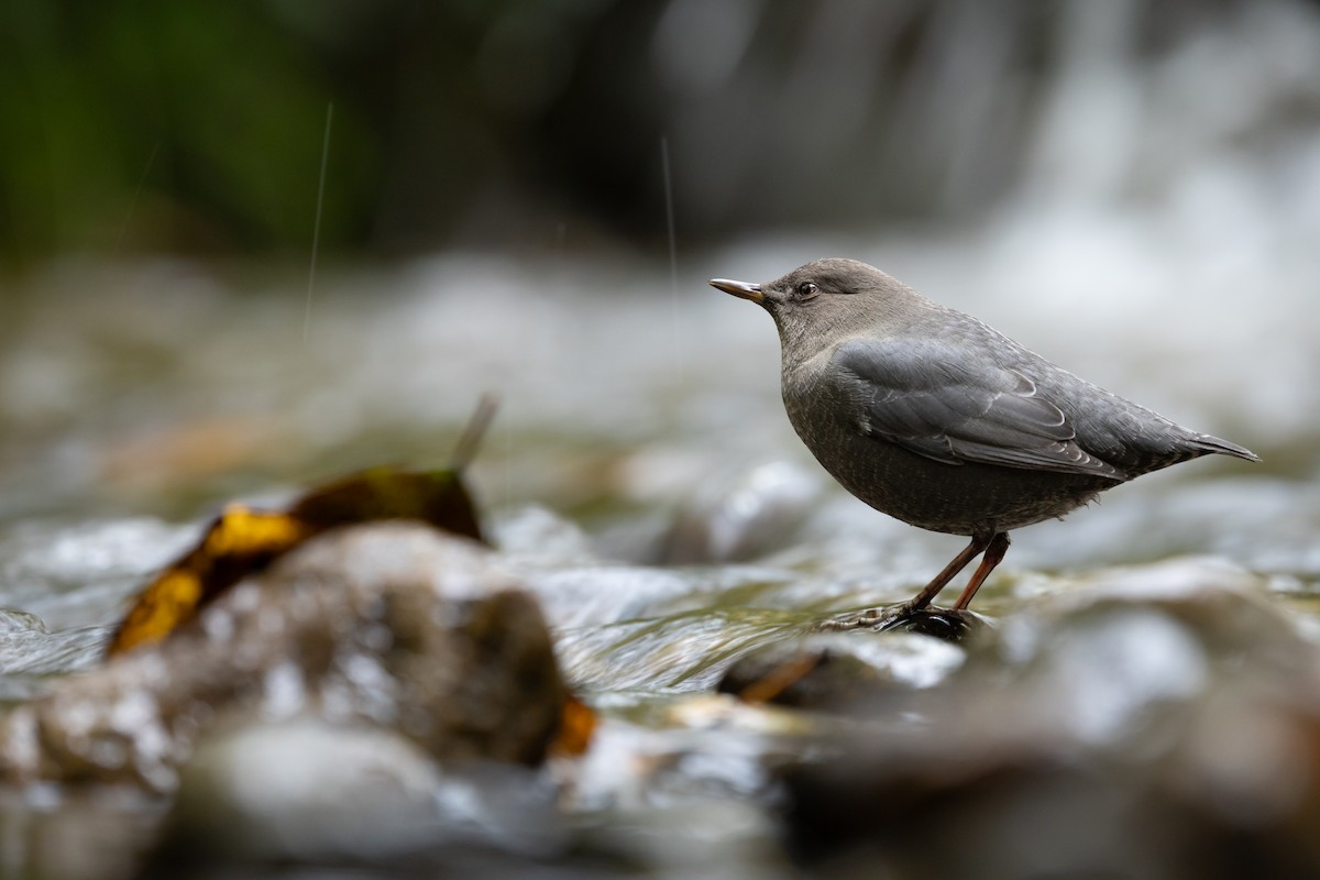 gråfossekall - ML644418017