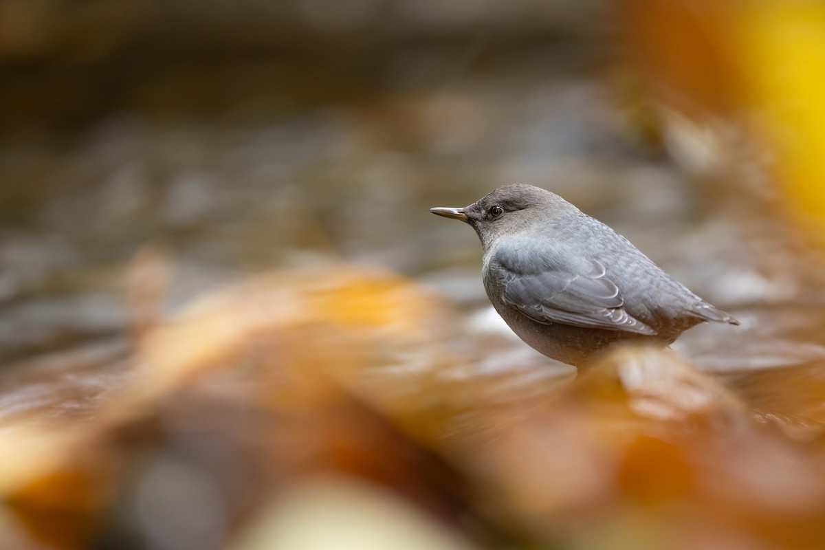 gråfossekall - ML644418018