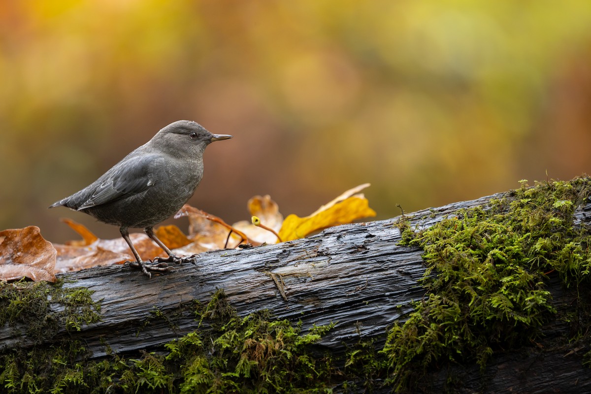 gråfossekall - ML644418019