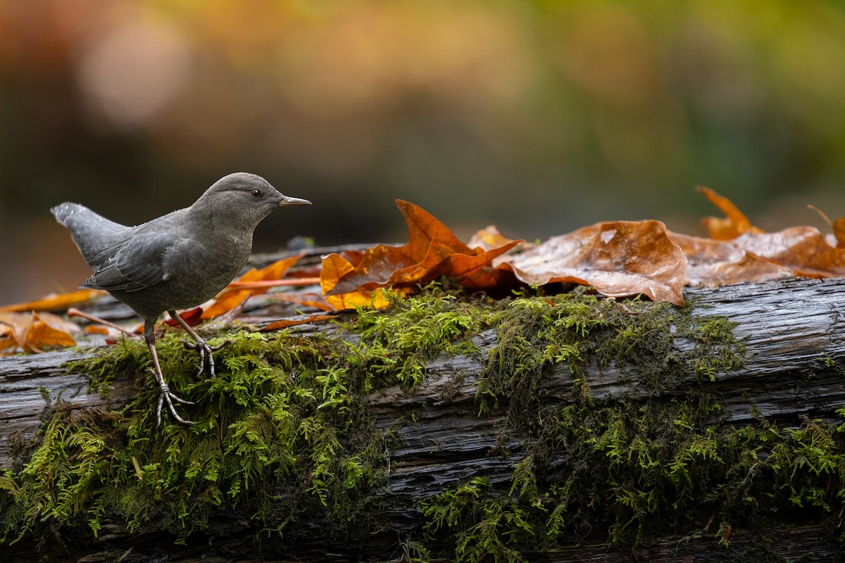 gråfossekall - ML644418020