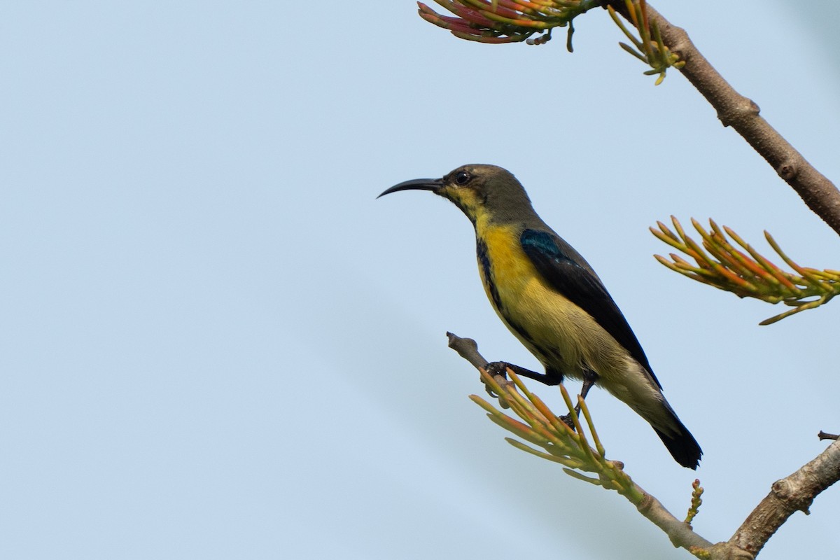 Purple Sunbird - ML644418021