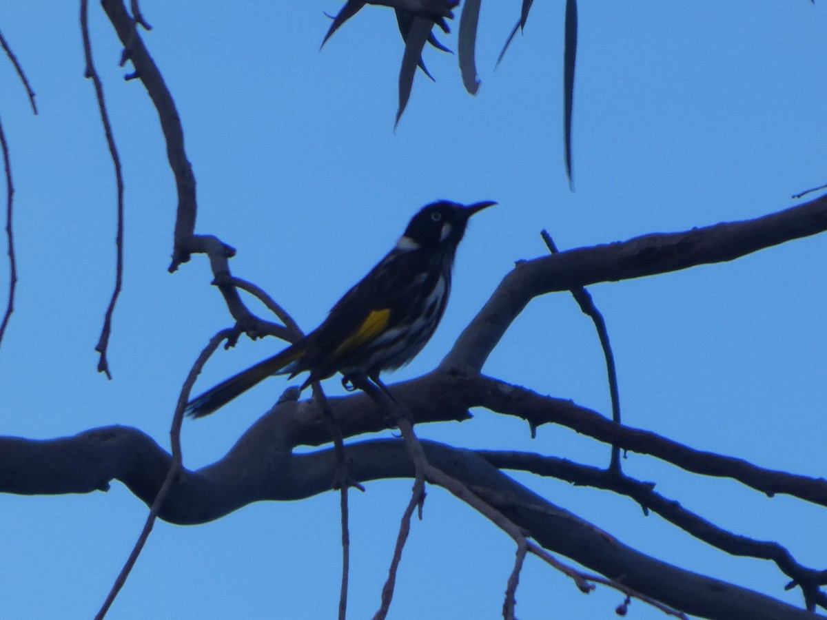 Weißaugen-Honigfresser - ML644418023