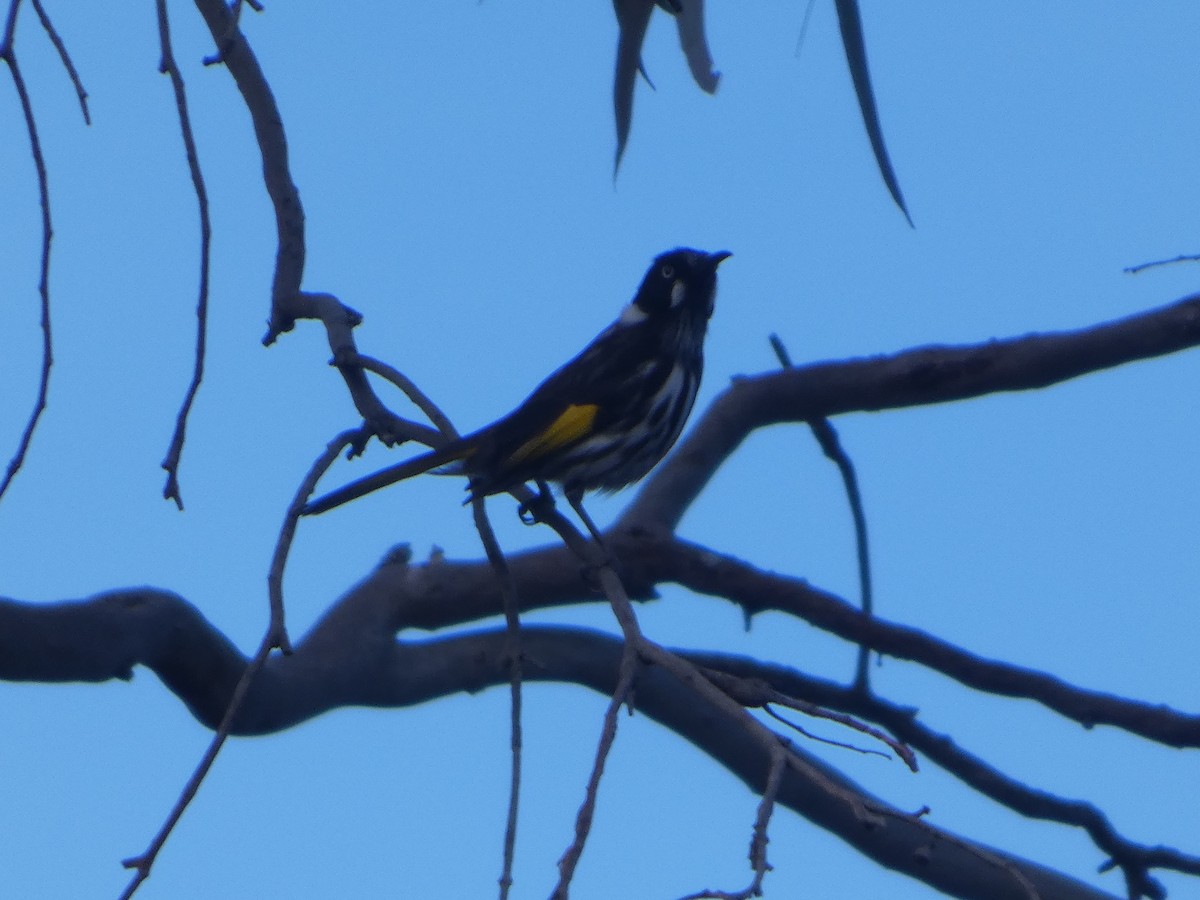 Weißaugen-Honigfresser - ML644418024