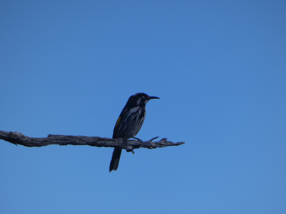 Weißaugen-Honigfresser - ML644418025