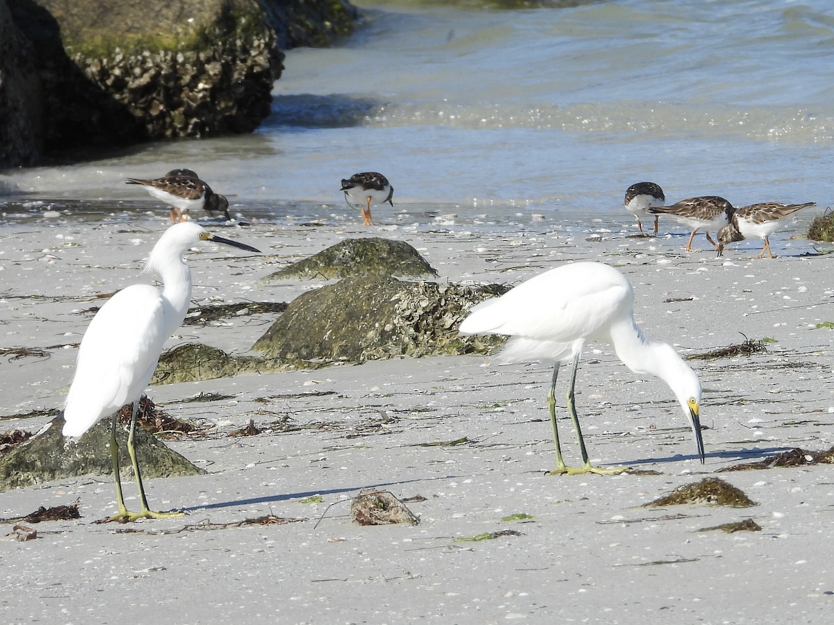 ユキコサギ - ML644418028