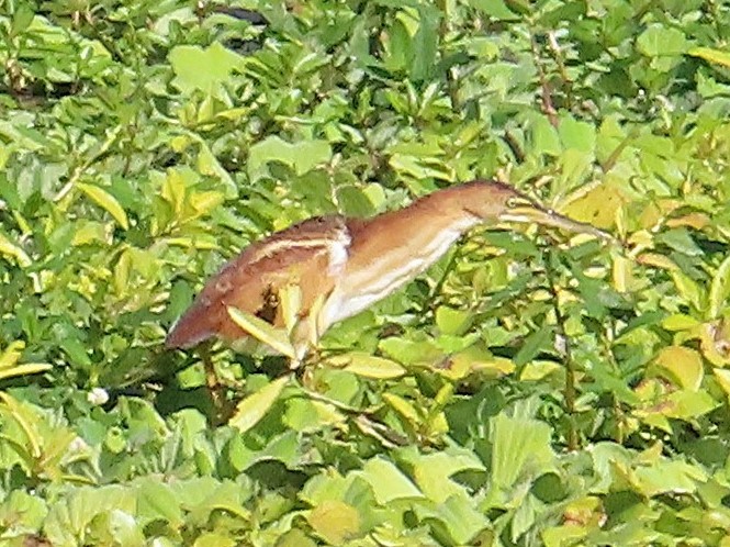 Petit Blongios - ML644418030