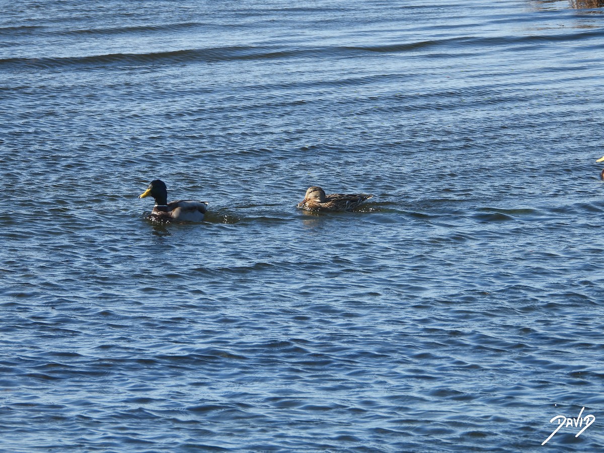 Крижень звичайний - ML644418031