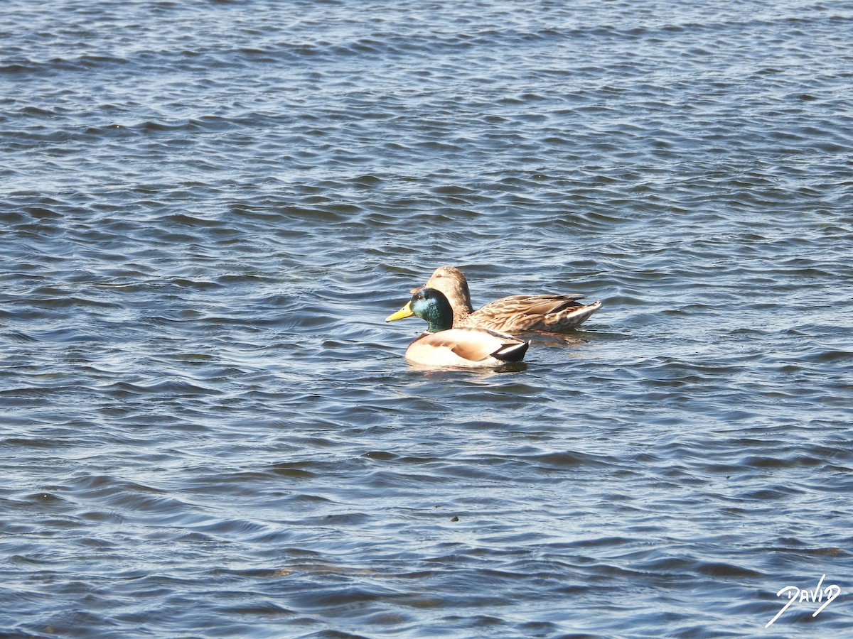 Крижень звичайний - ML644418032