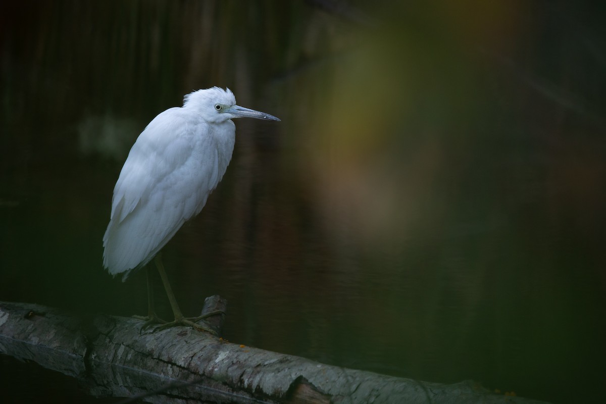 Little Blue Heron - ML644418048