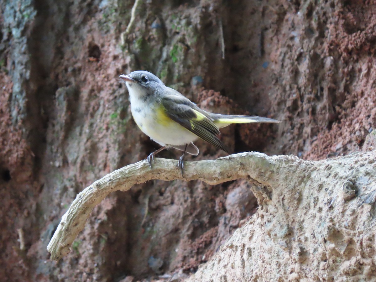 American Redstart - ML644418049