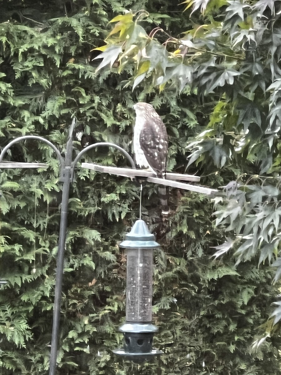 Cooper's Hawk - ML644418050