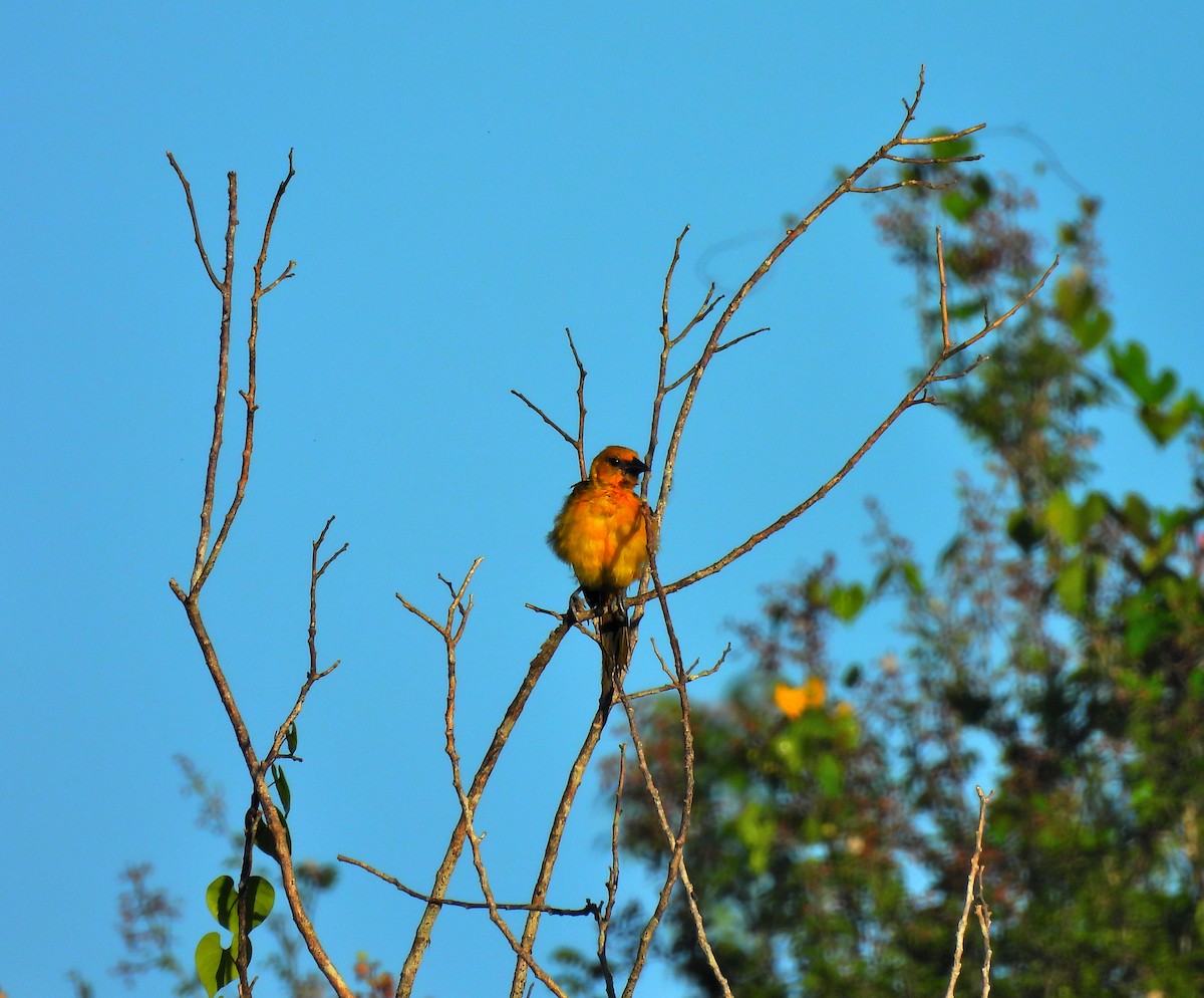 Altamira Oriole - ML644418063