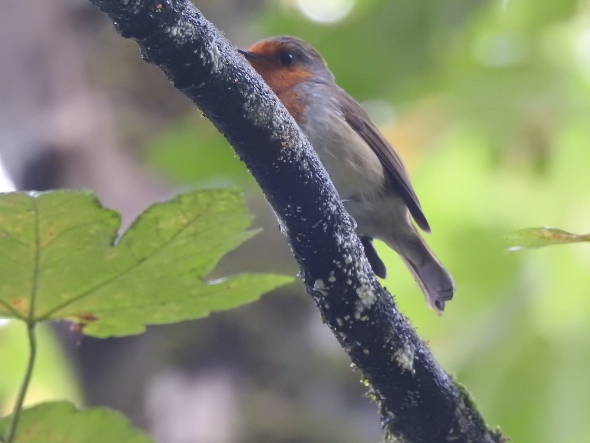 European Robin - ML644418064