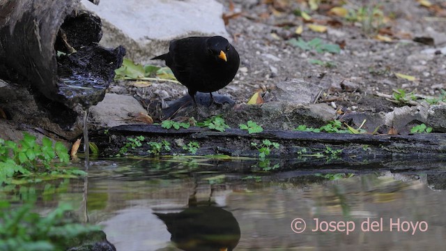 svarttrost - ML644418065