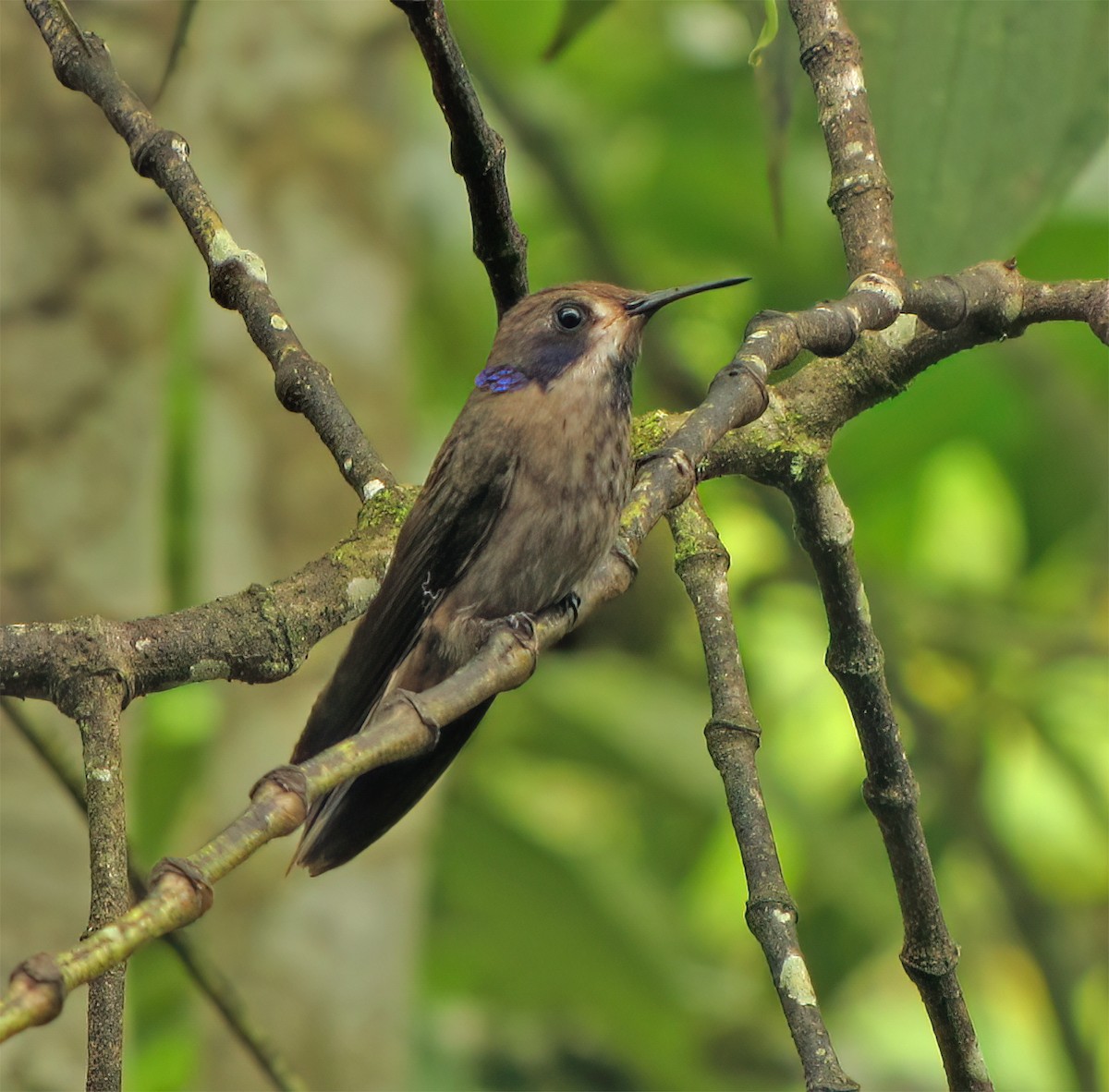 Brown Violetear - ML644418082