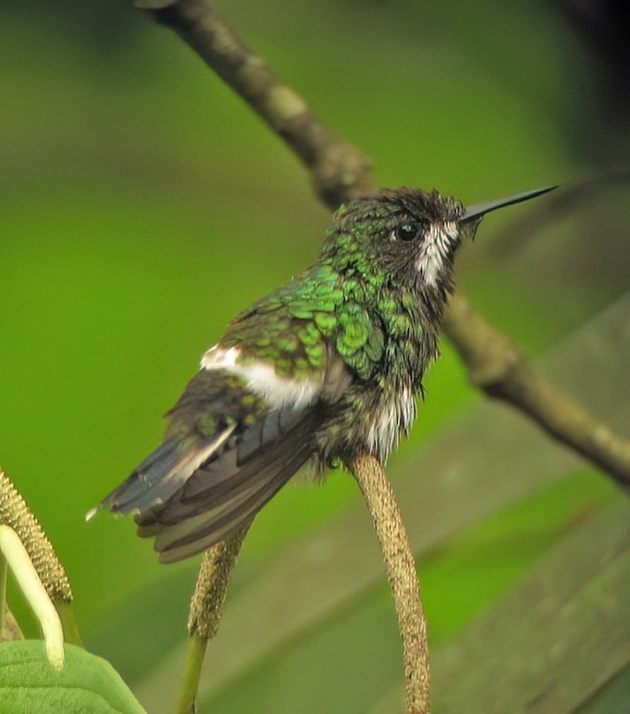 Yeşil Telkuyruk - ML644418091