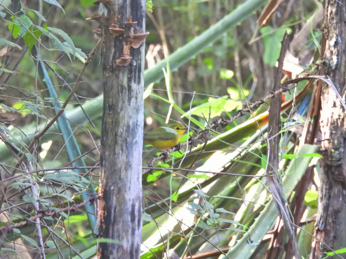 Болотянка чорногорла - ML644418092