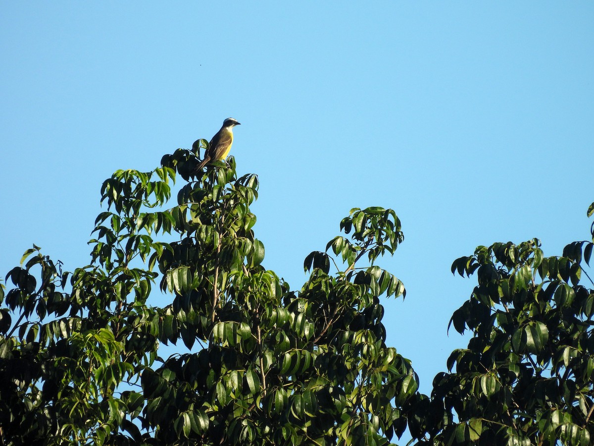 アカボウシヒタキモドキ - ML644418111