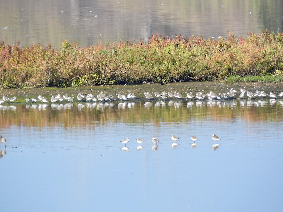 beringsnipe - ML644418112