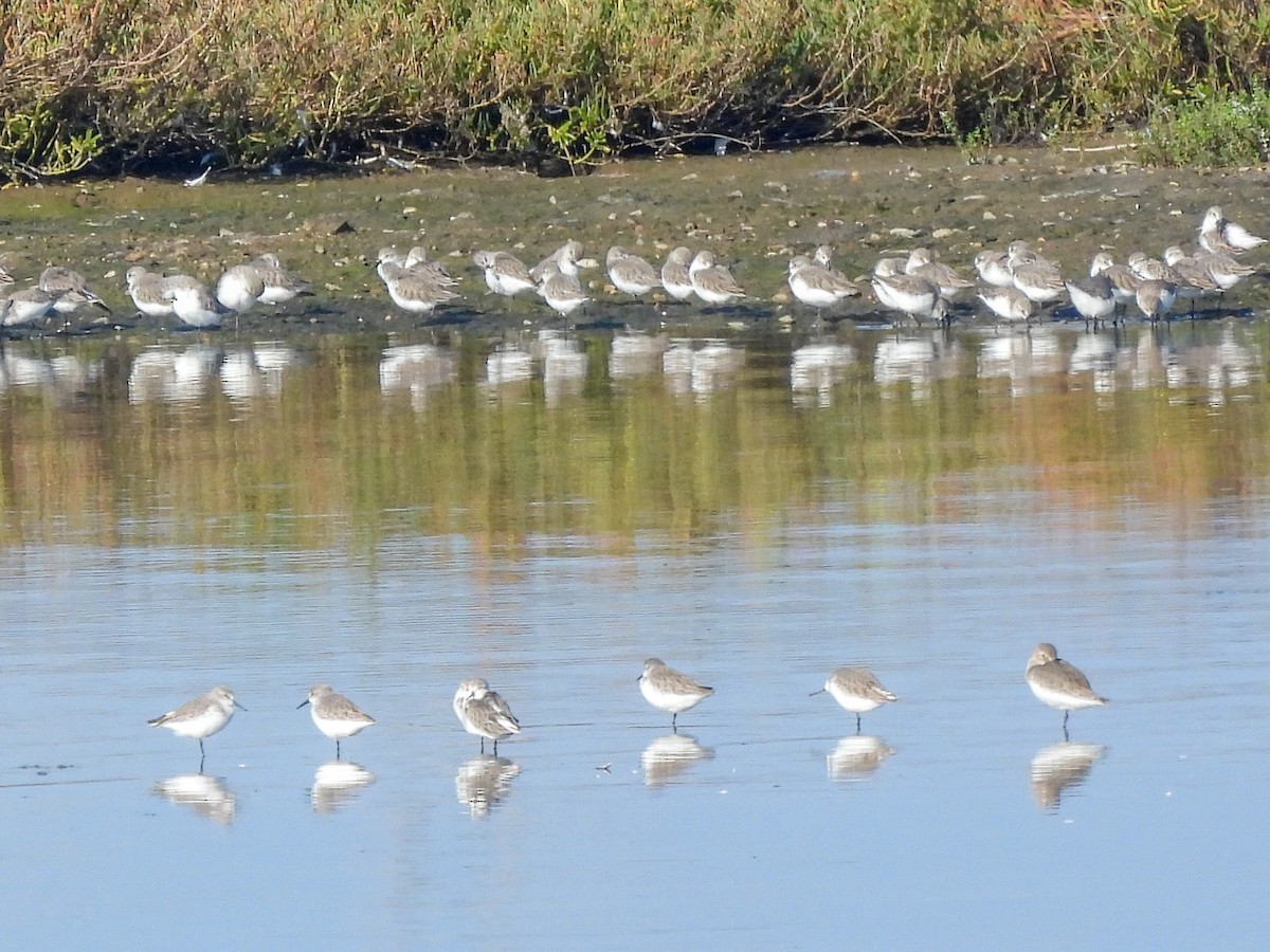 beringsnipe - ML644418115