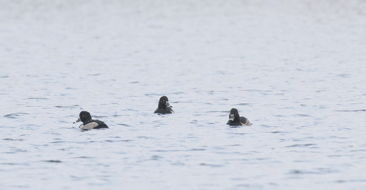 Murgilari lepokoduna - ML644418116