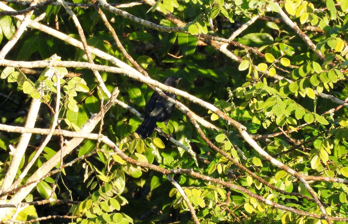 Black Catbird - ML644418117