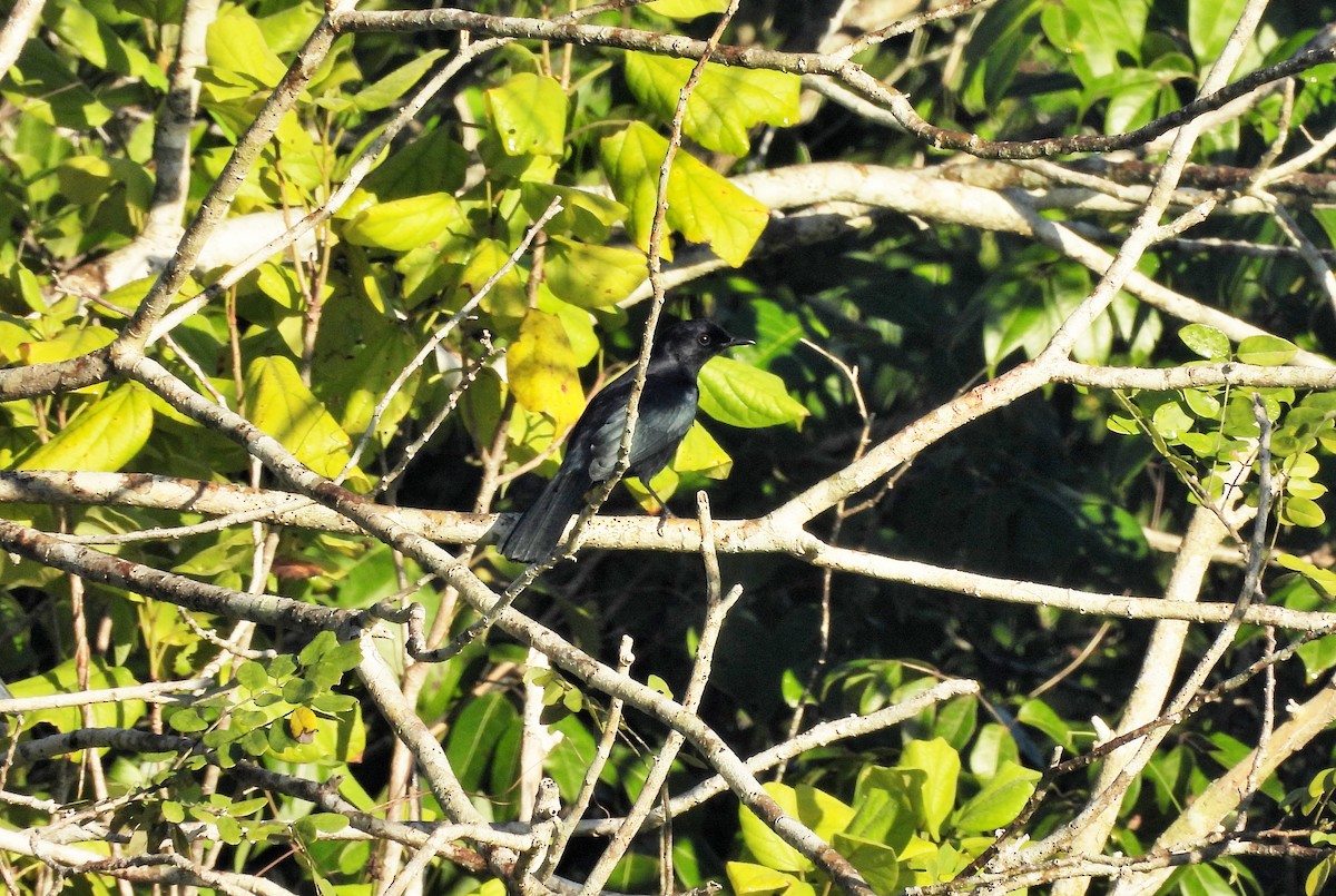 Black Catbird - ML644418118