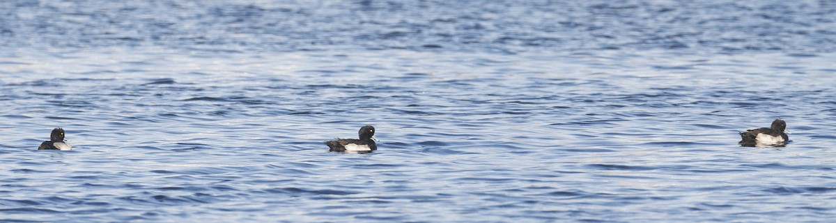 Murgilari mottoduna - ML644418129