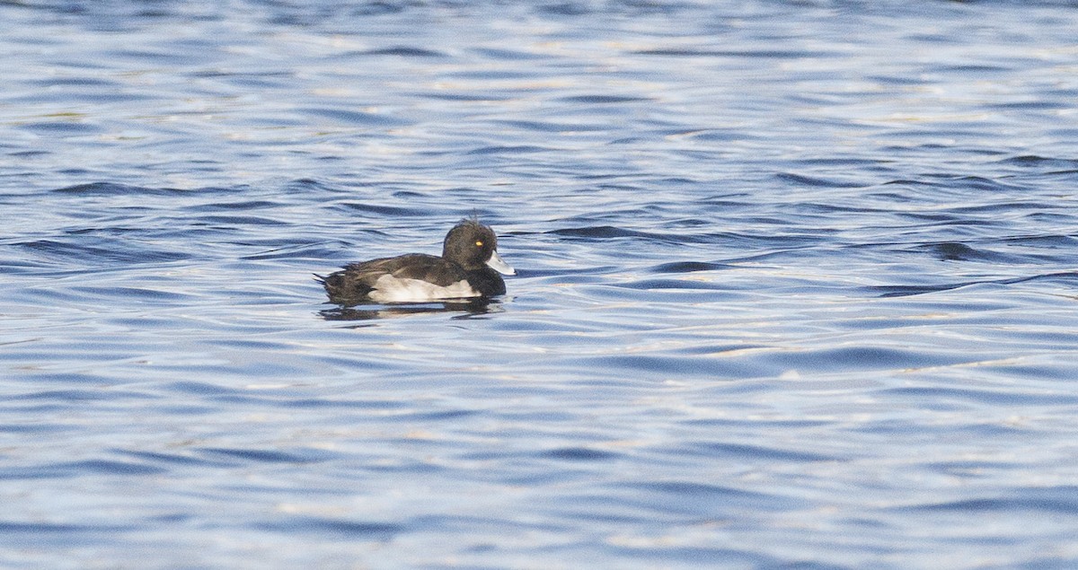 Murgilari mottoduna - ML644418133