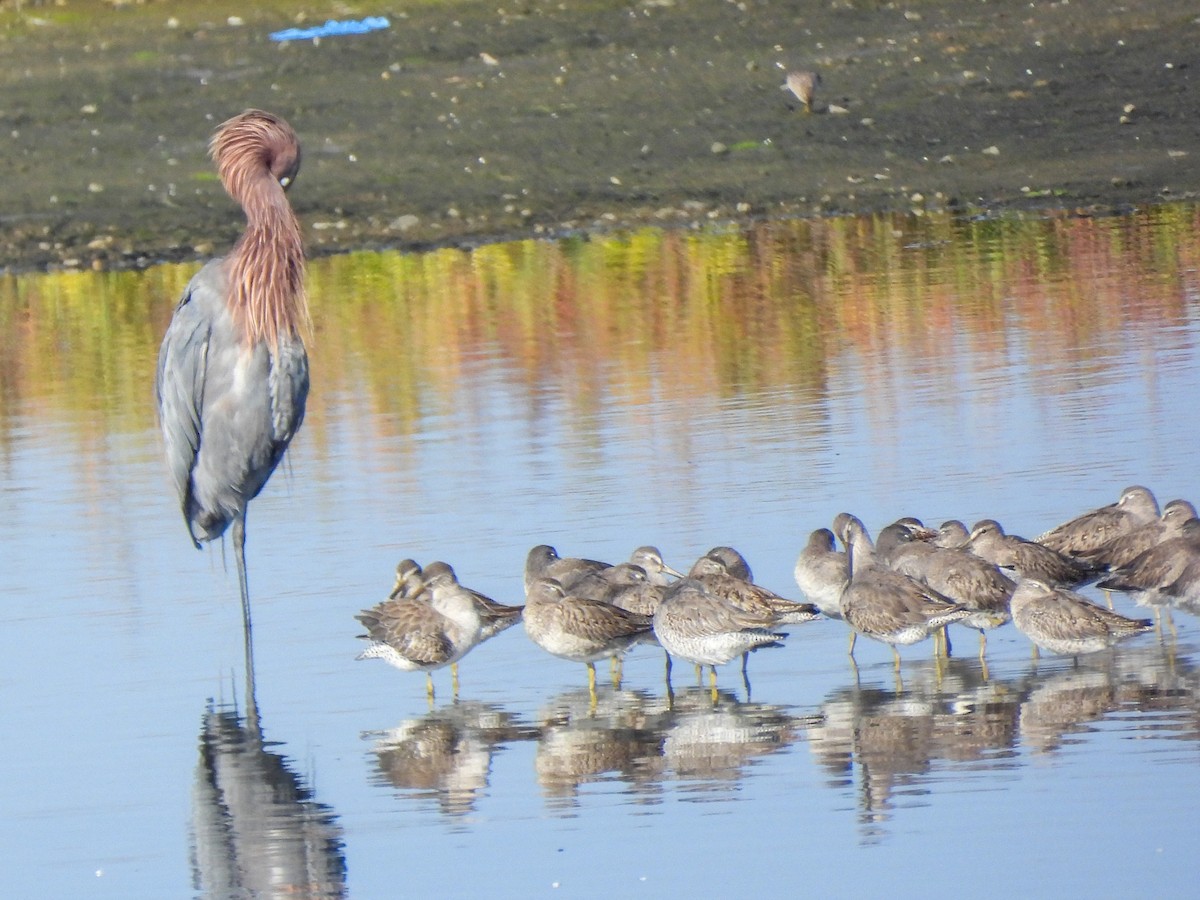 Tundraschlammläufer - ML644418136