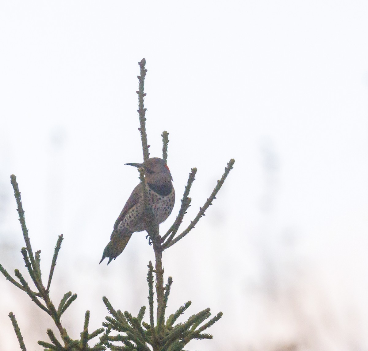 Northern Flicker (Yellow-shafted) - ML644418137