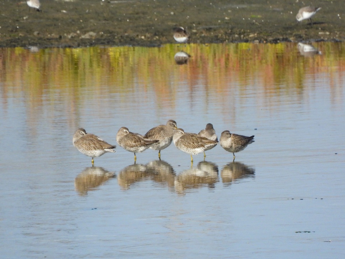 Tundraschlammläufer - ML644418146