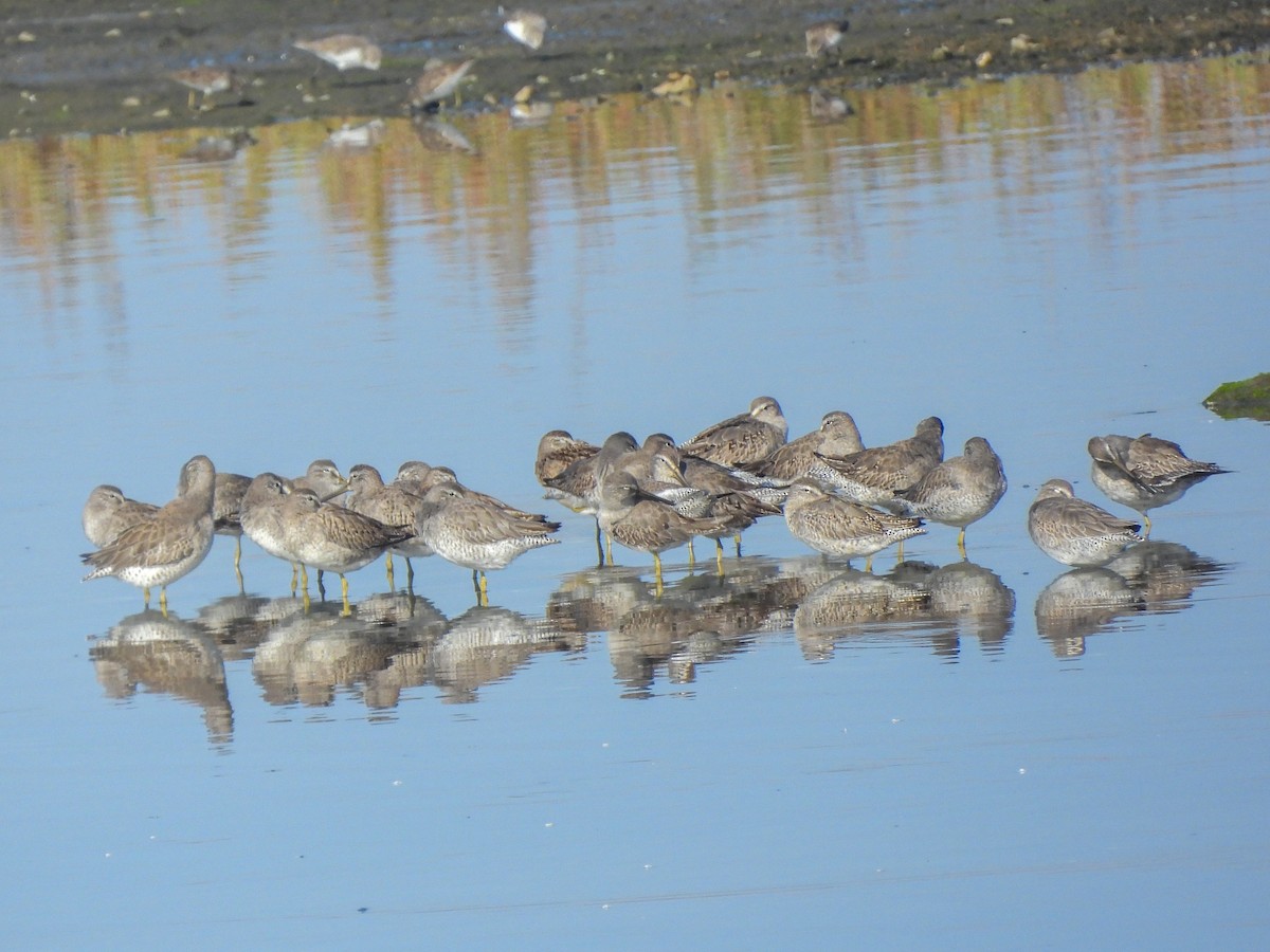 Tundraschlammläufer - ML644418147