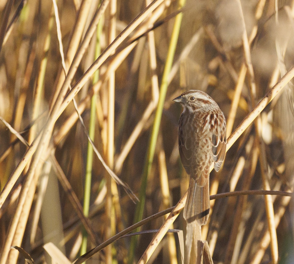 Song Sparrow - ML644418148