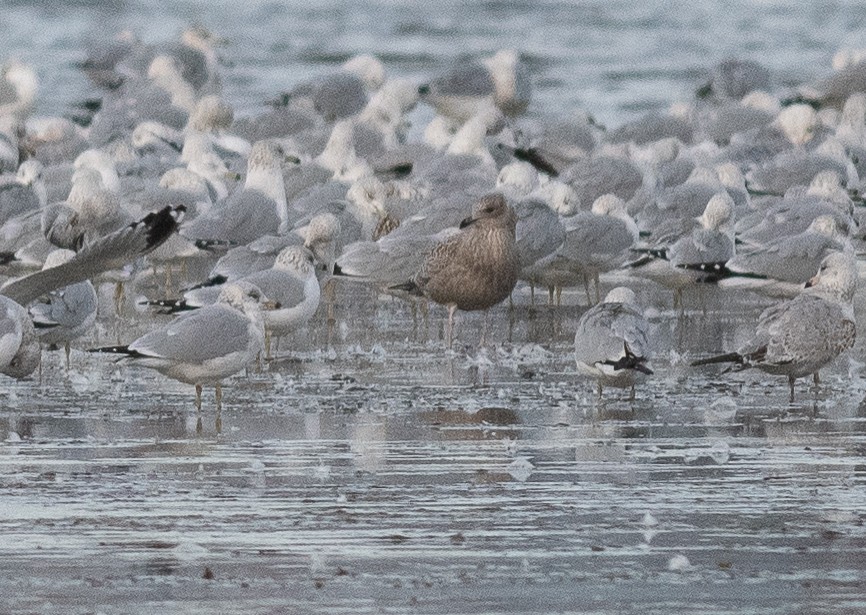 Goéland arctique - ML644418149