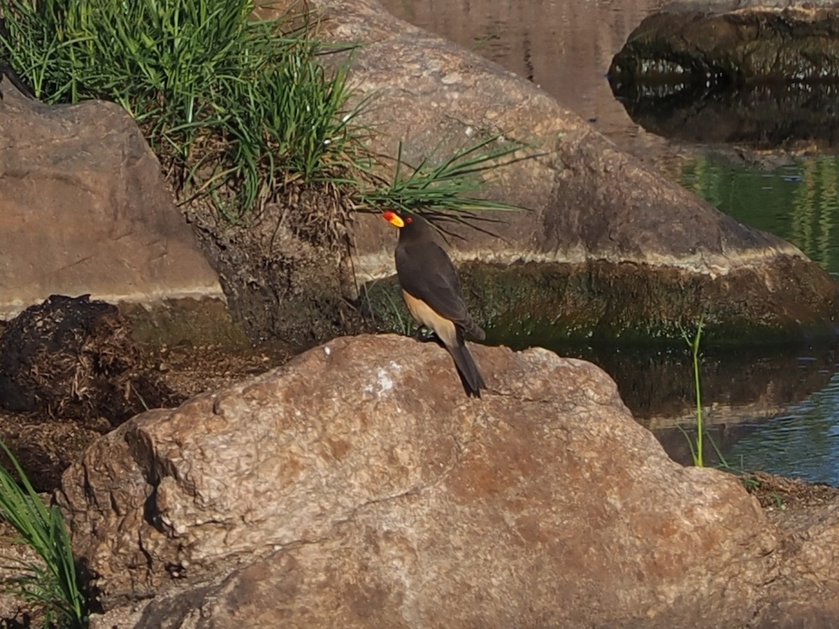 Yellow-billed Oxpecker - ML644418150