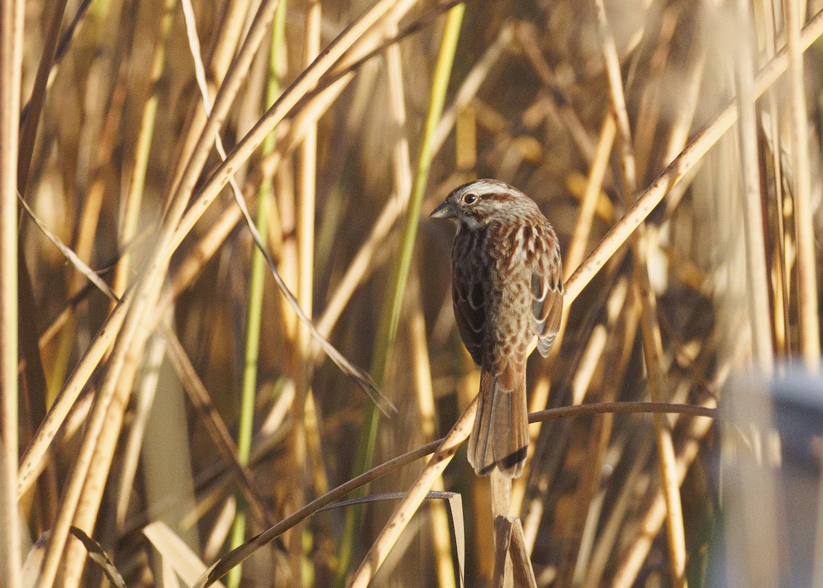 Song Sparrow - ML644418153