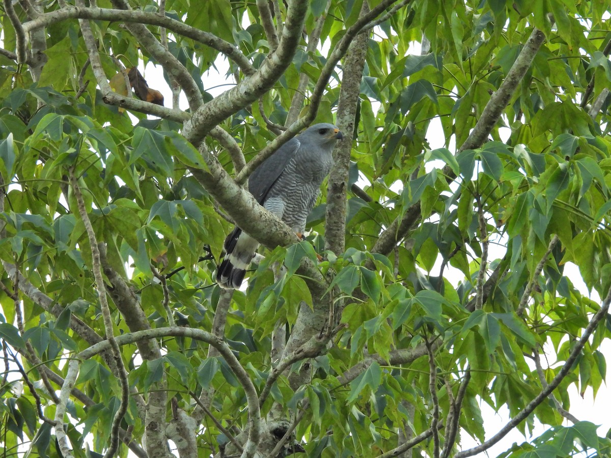Gray Hawk - ML644418155