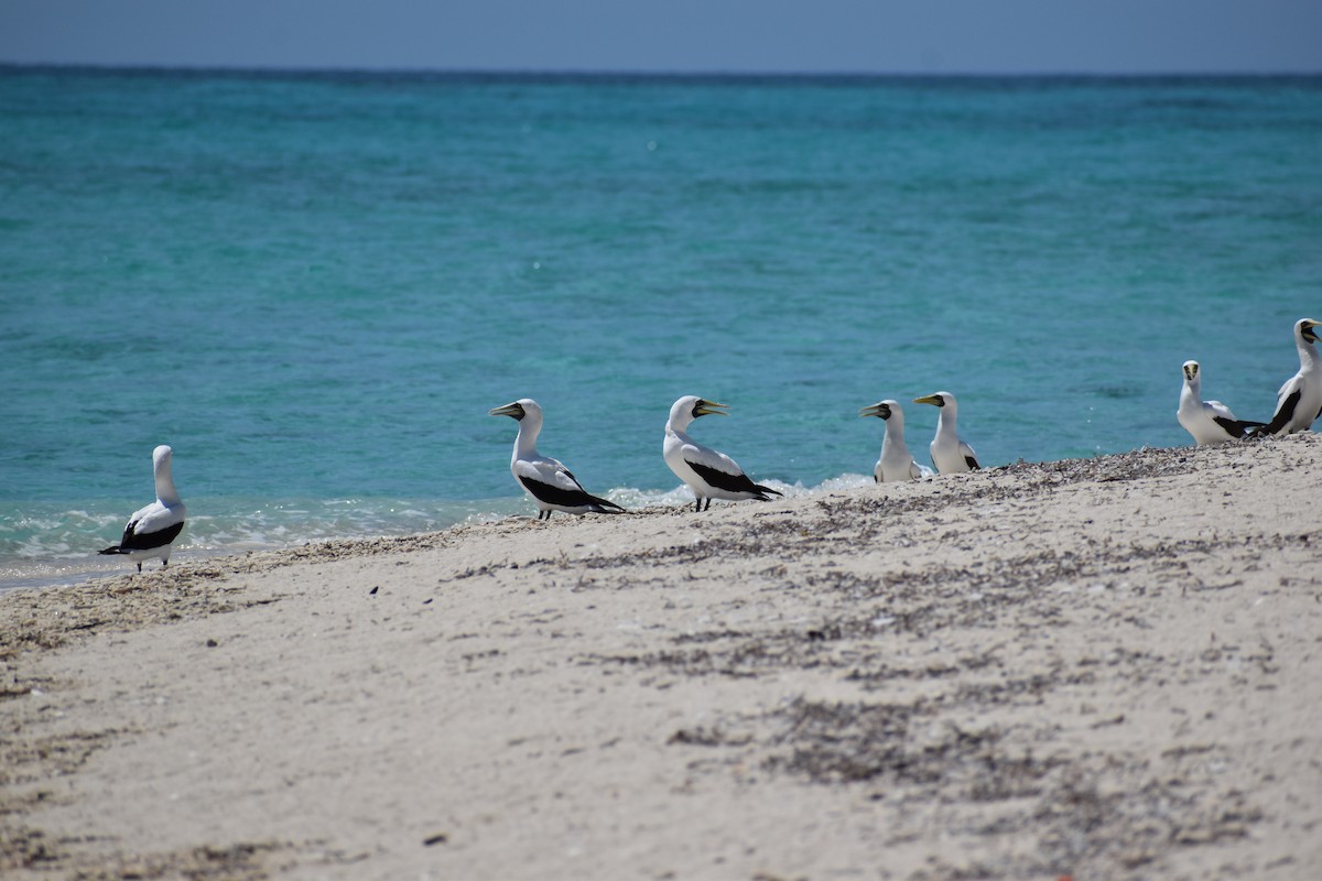 Сула жовтодзьоба - ML644418160