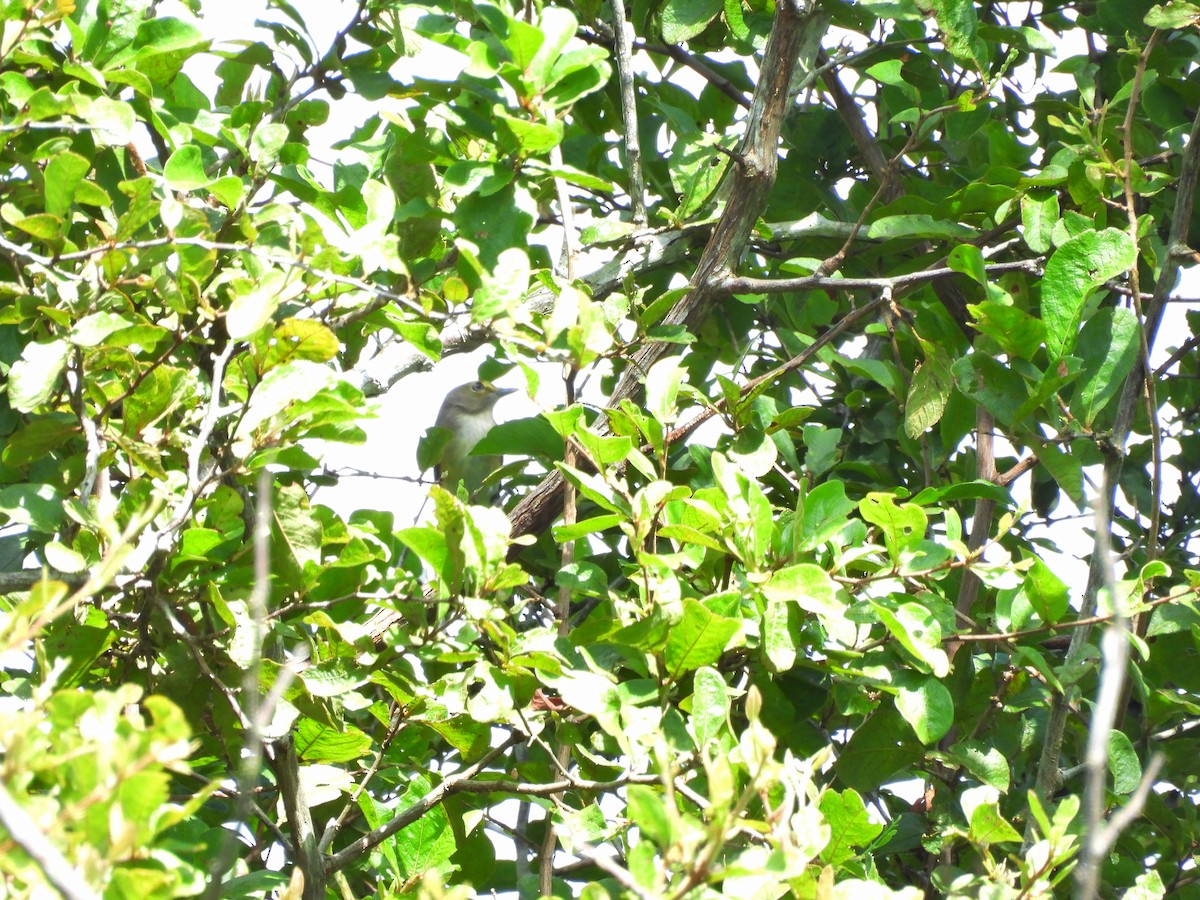 Белоглазый виреон - ML644418178