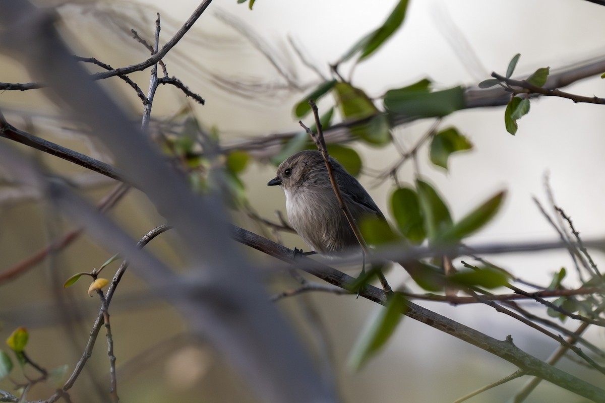 Bushtit - ML644418179