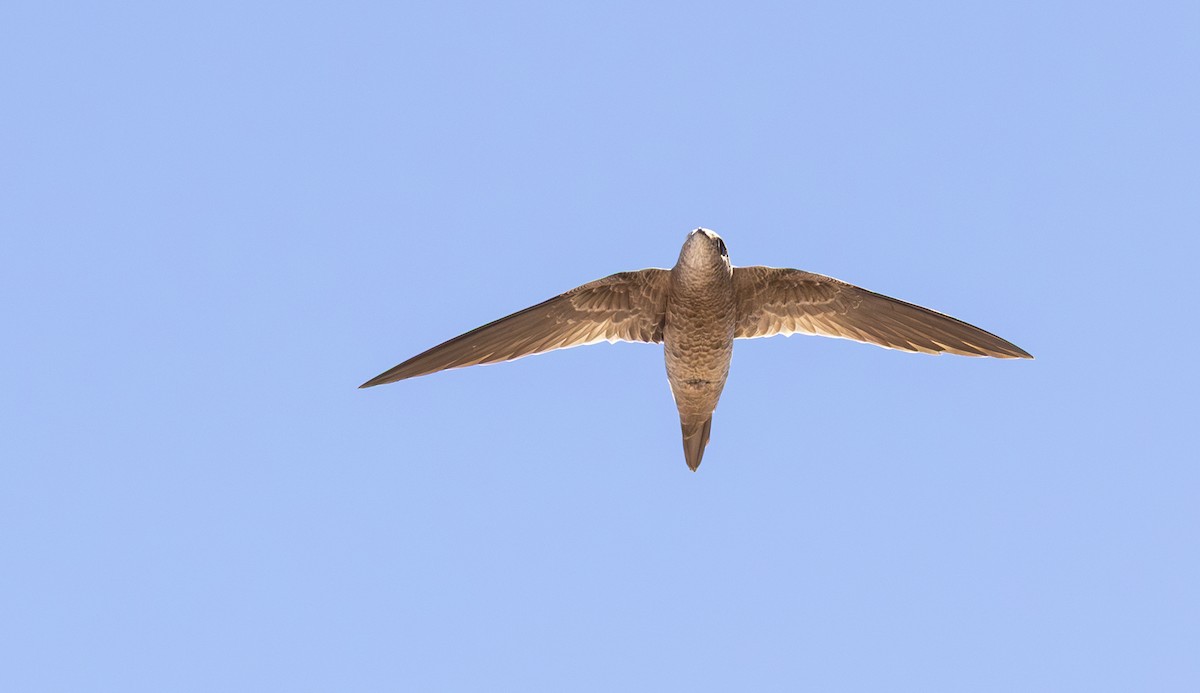 Bradfield's Swift - ML644418181