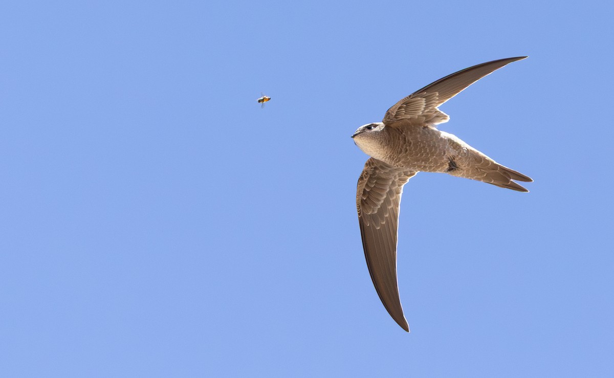 Bradfield's Swift - ML644418182