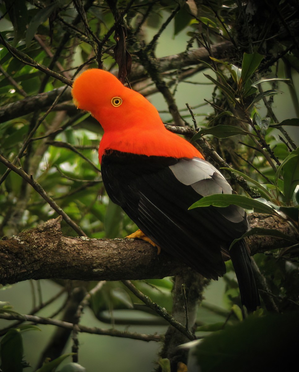 Andean Cock-of-the-rock - ML644418185