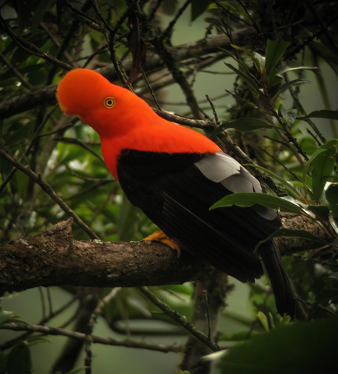Andean Cock-of-the-rock - ML644418186