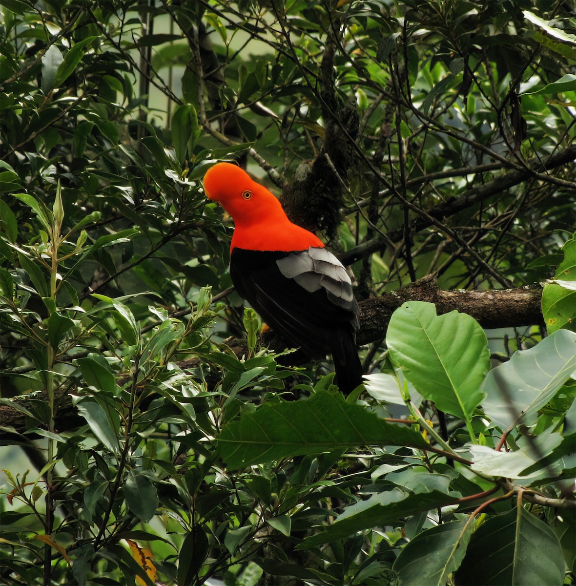 Andean Cock-of-the-rock - ML644418188